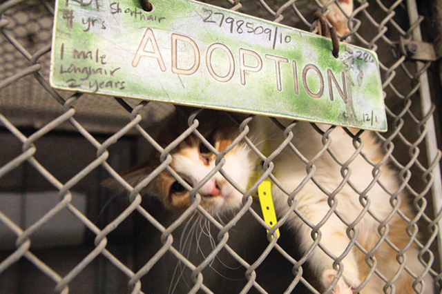 Animal euthanasia: Easy solution, difficult problem